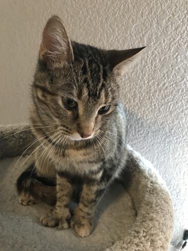 Lost Female Cat last seen Range Rd , Albuquerque, NM 87121