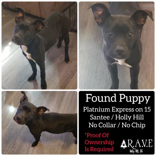 Found/Stray Female Dog last seen At the old station, Holly Hill, SC 29059