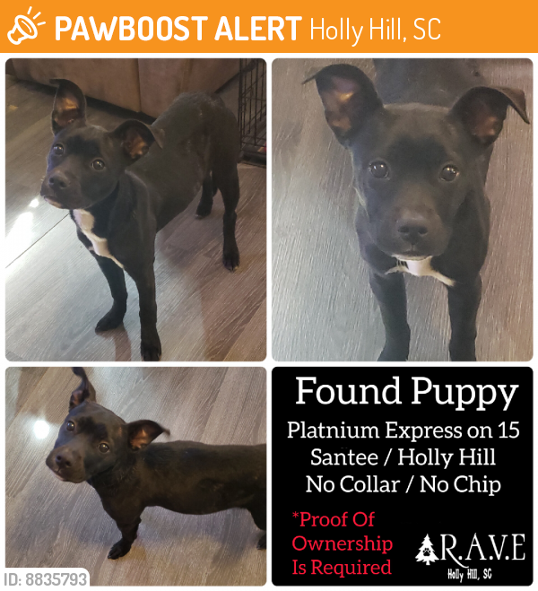Found/Stray Female Dog last seen At the old station, Holly Hill, SC 29059