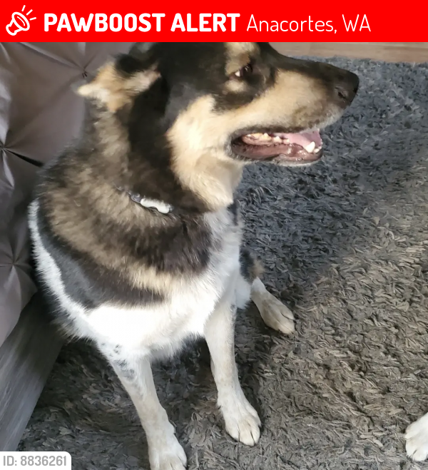 Lost Male Dog last seen Rosario rd and heart lake rd by lake erie grocery store, Anacortes, WA 98221