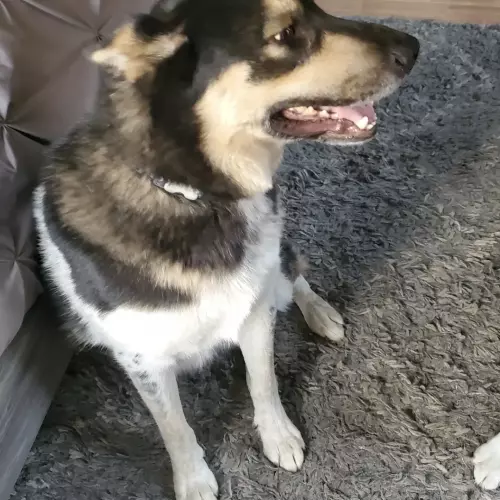 Lost Male Dog last seen Rosario rd and heart lake rd by lake erie grocery store, Anacortes, WA 98221