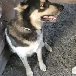 Lost Male Dog last seen Rosario rd and heart lake rd by lake erie grocery store, Anacortes, WA 98221
