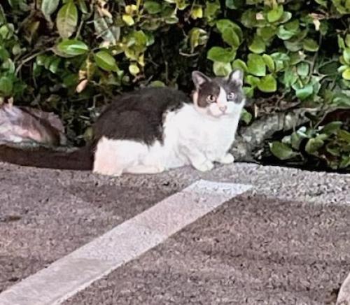 Lost Female Cat last seen Green road and military , Deerfield Beach, FL 33064