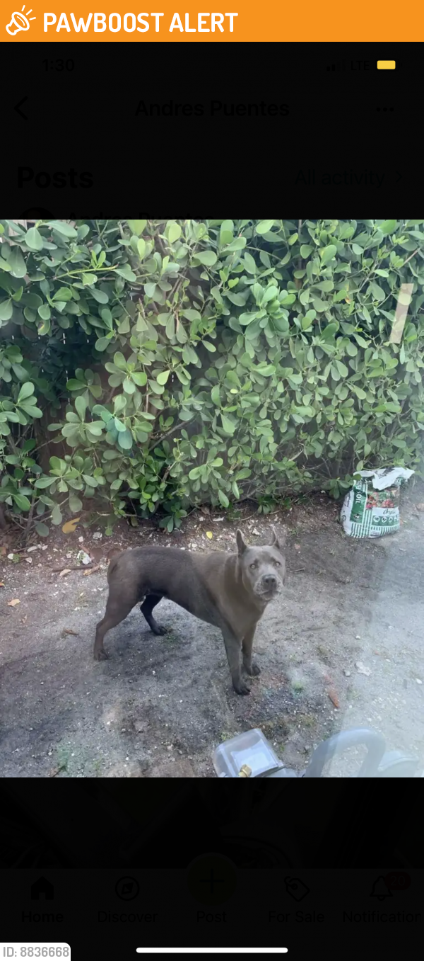Found/Stray Unknown Dog last seen Near and Dixie. Enchanted lakes too , North Miami Beach, FL 33162