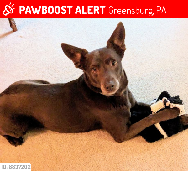 Lost Male Dog last seen White School Rd. and Carriage Rd., Greensburg, PA 15601