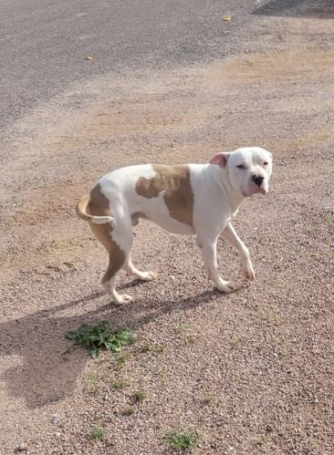 Found/Stray Male Dog last seen Bella vista and quail run Florence, az, Pinal County, AZ 85140