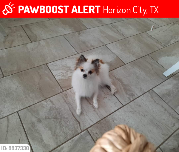 Lost Female Dog last seen Eslake, pelicano, darrington, horizon, paseo del este, Horizon City, TX 79928
