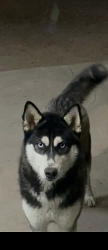 Lost Female Dog last seen Roeser, Phoenix, AZ 85040