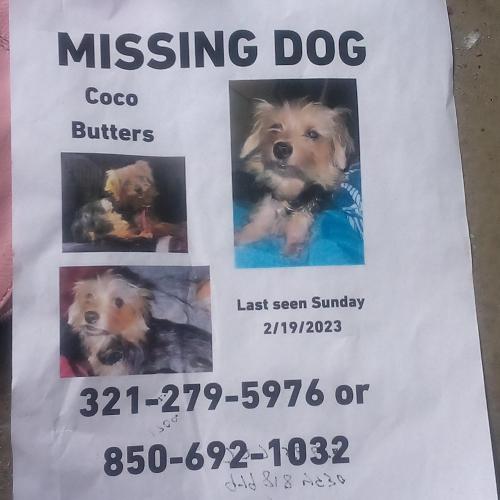 Lost Female Dog last seen Tharp, Tallahassee, FL 32303