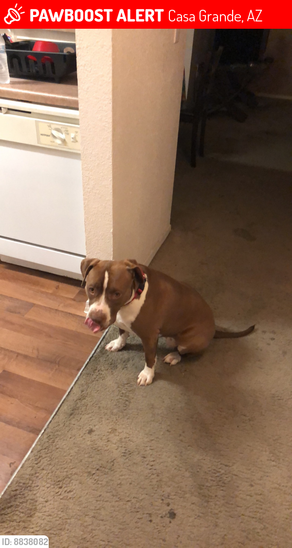 Lost Female Dog last seen West Side Park, Casa Grande, AZ 85122