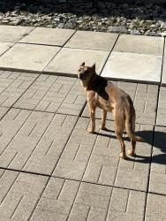 Lost Male Dog last seen Peter Robertson & Sunny Meadow, Brampton, ON L6R 0Y7