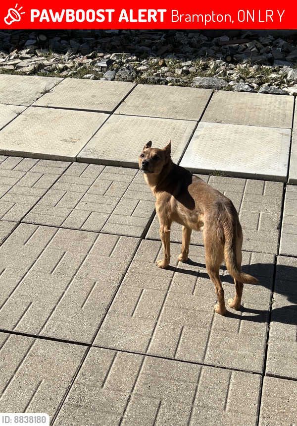 Lost Male Dog last seen Peter Robertson & Sunny Meadow, Brampton, ON L6R 0Y7