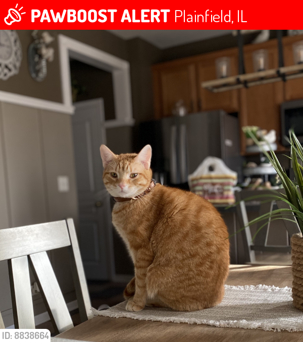 Lost Male Cat last seen Presley Circle and Rockwell, Plainfield Il, Plainfield, IL 60585