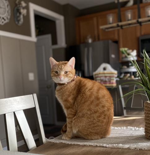 Lost Male Cat last seen Presley Circle and Rockwell, Plainfield Il, Plainfield, IL 60585