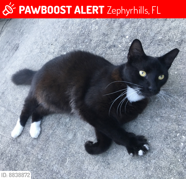 Lost Male Cat in Zephyrhills, FL 33541 Named Tuxedo (ID 8838872
