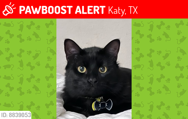Lost Male Cat last seen Near Terania Meadow Ln. Katy, TX 77493, Katy, TX 77493
