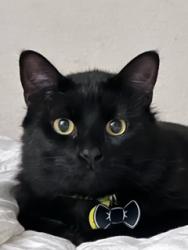 Lost Male Cat last seen Near Terania Meadow Ln. Katy, TX 77493, Katy, TX 77493