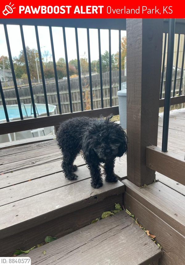 Lost Male Dog in Overland Park, KS 66210 Named Oreo (ID 8840577