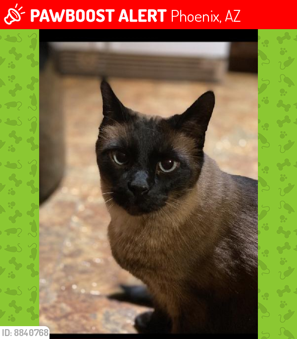 Lost Male Cat last seen 37th Ave and Sweetwater, Phoenix, AZ 85029