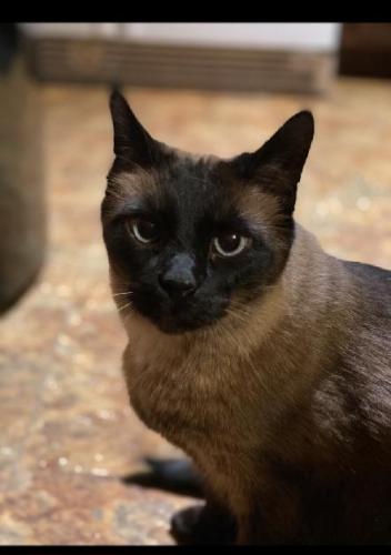 Lost Male Cat last seen 37th Ave and Sweetwater, Phoenix, AZ 85029