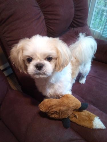 Lost Male Dog last seen Ronnie Dr and Everly Dr , Hagerstown, MD 21742