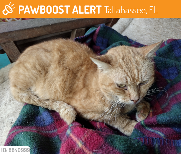 Found/Stray Female Cat last seen Stiles Avenue and Gibbs, Tallahassee, Tallahassee, FL 32303