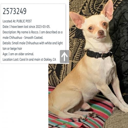 Lost & Found Dogs, Cats, and Pets in Hayward, CA 94579 - Page 5 | PawBoost