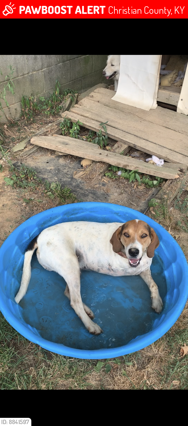 Lost Male Dog last seen Near and 813, Christian County, KY 42464
