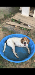 Lost Male Dog last seen Near and 813, Christian County, KY 42464