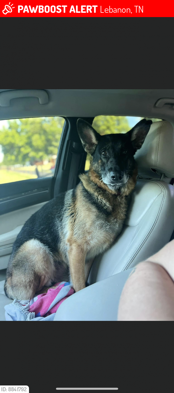 Lost Male Dog in Lebanon, TN 37087 Named Bae (ID 8841792) PawBoost
