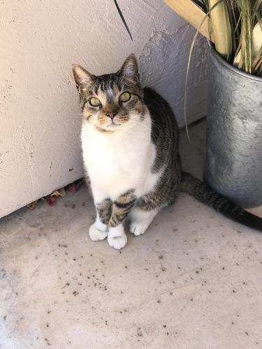 Lost Male Cat last seen 56th and south of Mckellip in east  Apache Wells condominium area to wall & over., Mesa, AZ 85215
