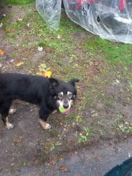 Lost Male Dog last seen Smithville and nordale, Dayton, OH 45402