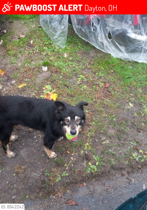 Lost Male Dog last seen Smithville and nordale, Dayton, OH 45402