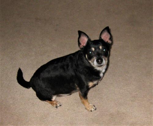 Lost Male Dog last seen South Mission Ridge Drive, Rossville, GA, Rossville, GA 30741