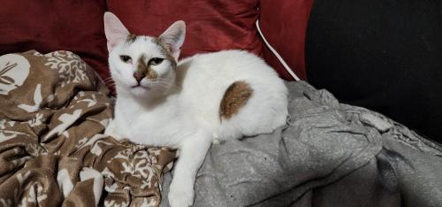 Lost Male Cat last seen Rd 6 and C, Hawaiian Acres , Mountain View, HI 96771