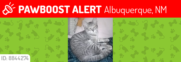Lost Female Cat last seen Entrada Bonita St SW , Albuquerque, NM 87105