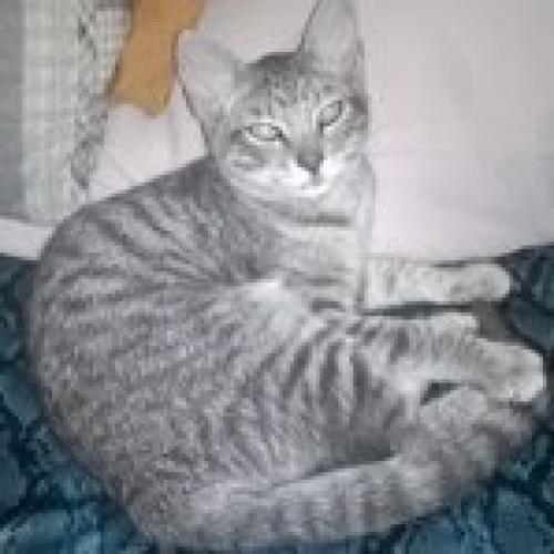 Lost Female Cat last seen Entrada Bonita St SW , Albuquerque, NM 87105