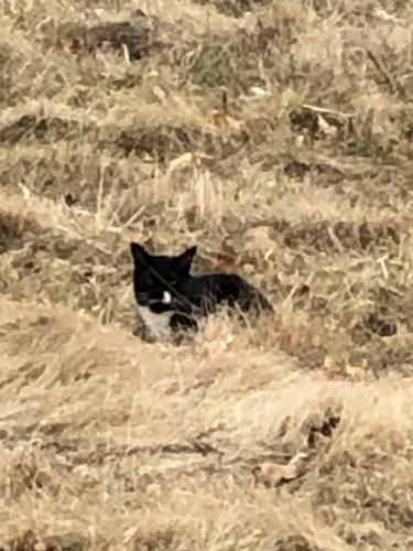 Found/Stray Unknown Cat last seen Highland Springs, Elgin, IL 60123