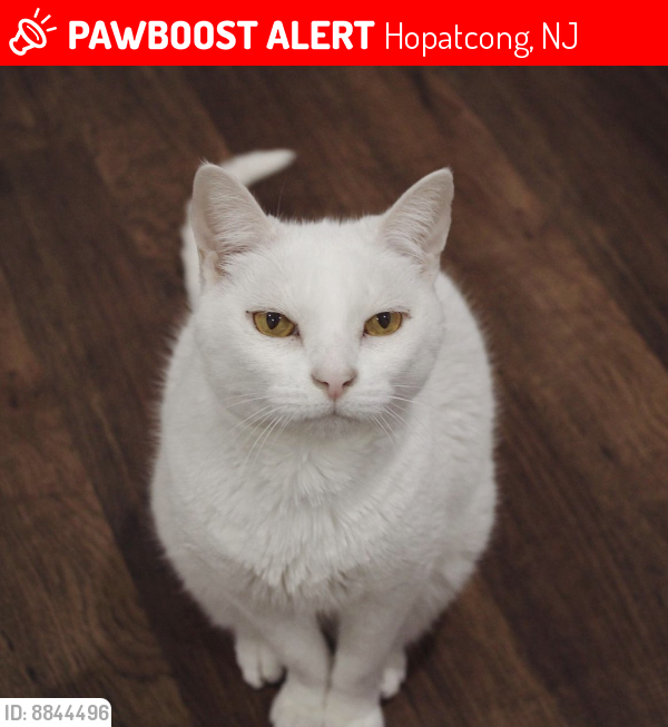 Lost Female Cat in Hopatcong, NJ 07843 Named Hanna (ID 8844496) PawBoost