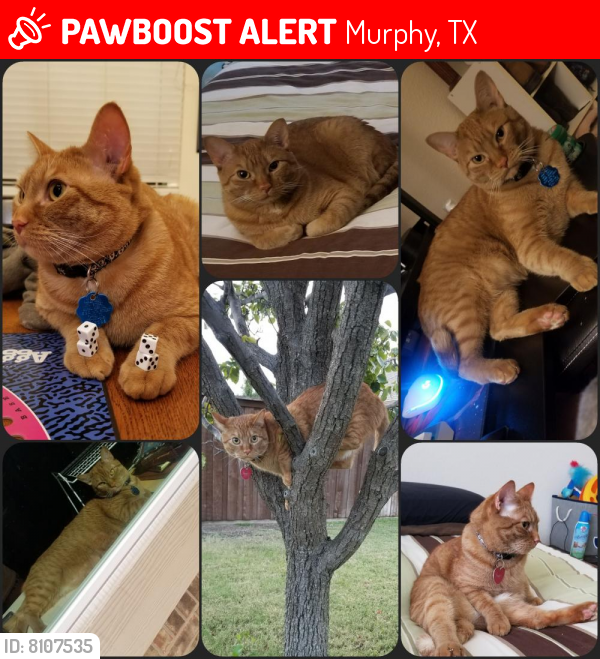 Lost Male Cat last seen McCreary Rd and Creekside Drive , Murphy, TX 75094