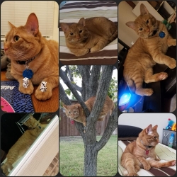 Lost Male Cat last seen McCreary Rd and Creekside Drive , Murphy, TX 75094