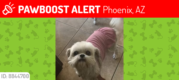 Lost Female Dog last seen 83rd and Thomas Rd, Phoenix, AZ 85037