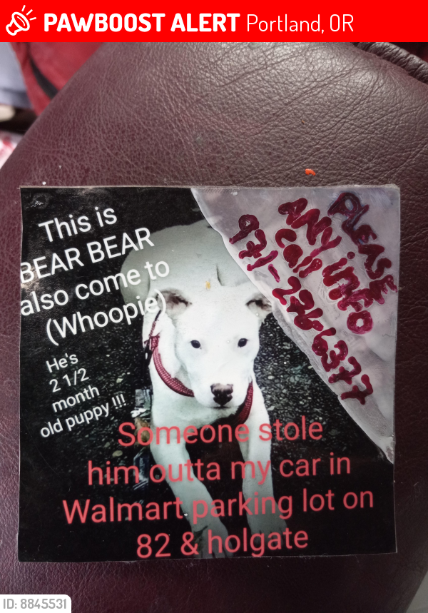 Lost Male Dog last seen Holgate and 82nd walmart, Portland, OR 97266