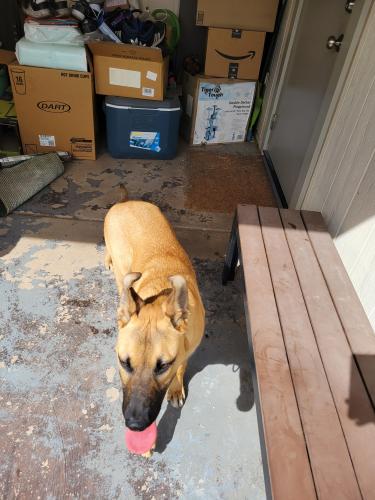 Found/Stray Male Dog last seen 24th/Inverness , Mesa, AZ 85204