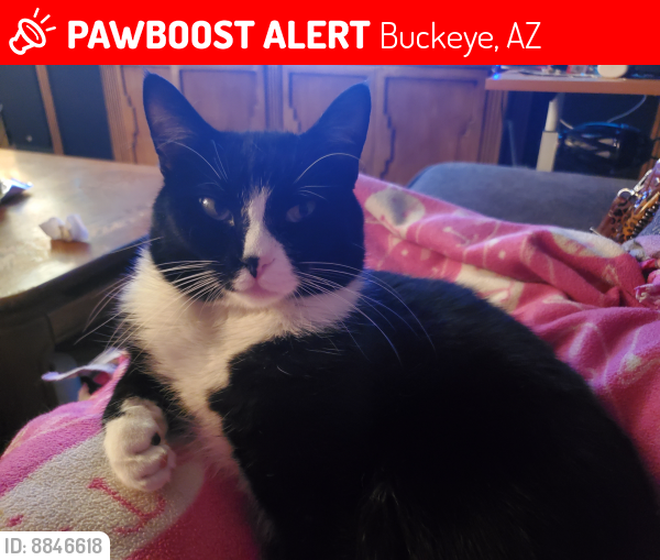 Lost Male Cat last seen 221st Ave and Van Buren St, Buckeye, Buckeye, AZ 85326