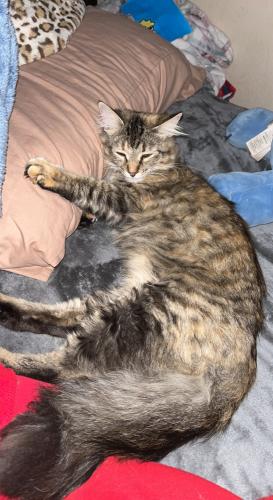 Lost Female Cat last seen Pima Rd, Ironwood Rd, E Ranch Rd, E Ocotillo Rd, Queen Creek, AZ 85140