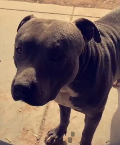 Lost Male Dog last seen S Campbell and Bilby. , Tucson, AZ 85713