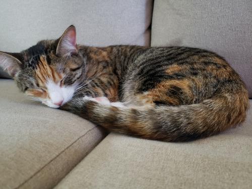 Lost Female Cat last seen Cadcade, MD, Highfield-Cascade, MD 21719
