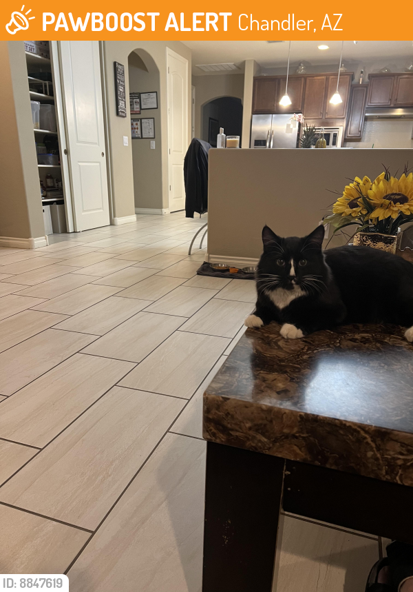 Found/Stray Male Cat last seen Colorado St and Chandler Heights, Chandler, AZ 85224