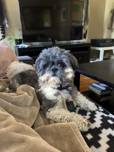 Lost Male Dog last seen Franklin, Los Angeles, CA 90028
